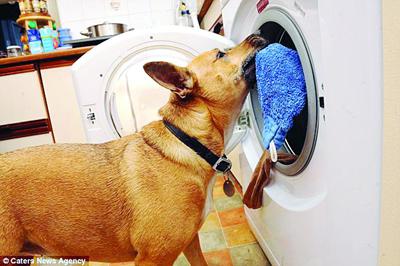 桑迪帮主人洗衣服